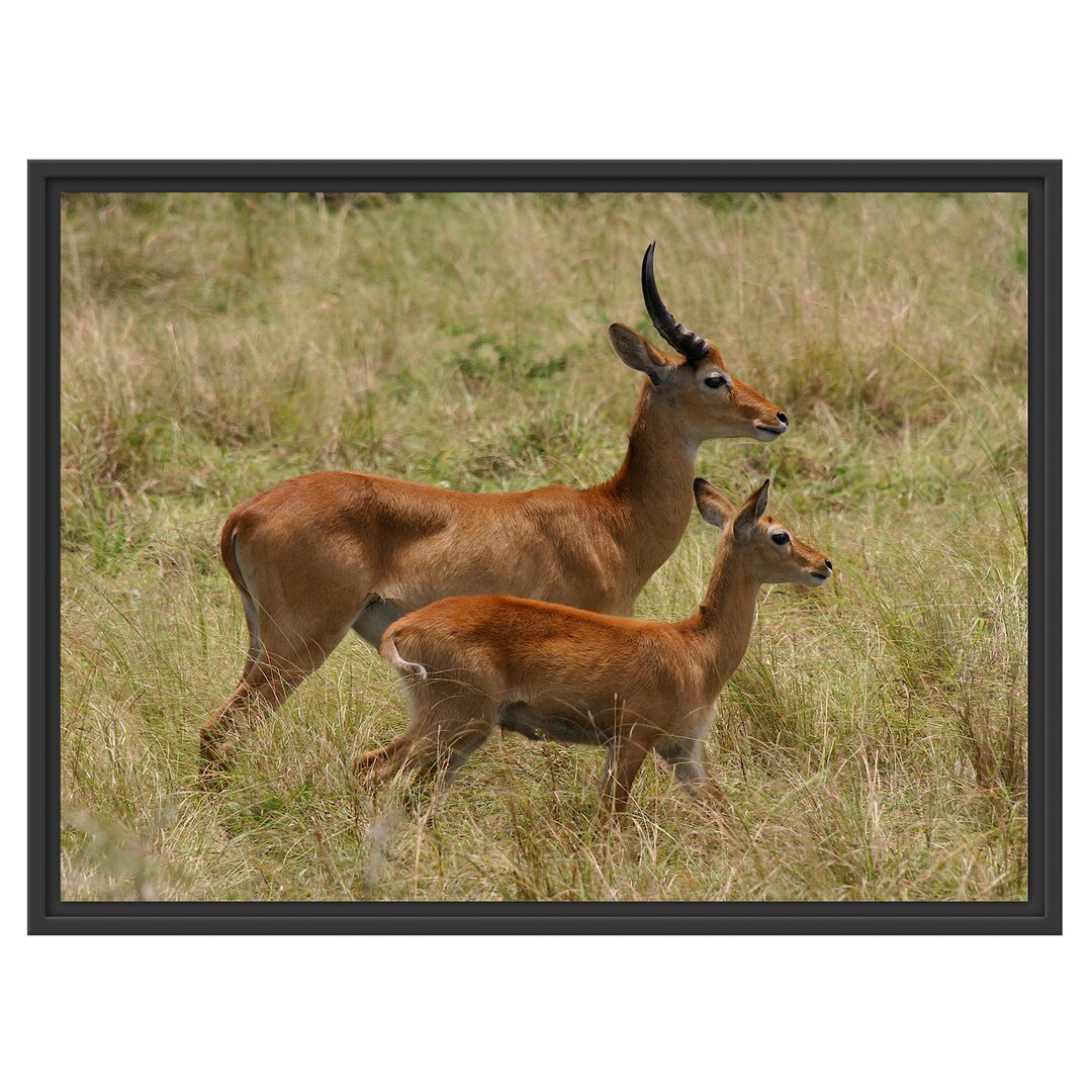 Gerahmtes Wandbild Dorkasgazelle mit Jungtier