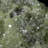 Austino Landscape & Nature Crystal