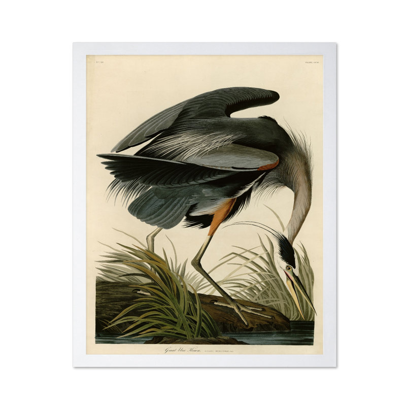 John James Audubon - Grand héron bleu, Poster, White Framed, 08"H x 10"W