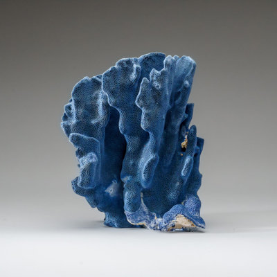Véritable corail Blue Ridge (5 po, 2,5 lb)
