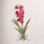Tige d'orchidée Cymbidium