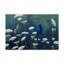 Berrien «Indigo And Lace Indigo Bunting», reproduction d'impression sur toile tendue-27647858