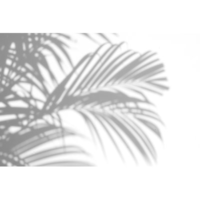 Shadows Palm Leaves by Lamyai - Wrapped Canvas Print