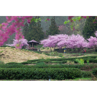 Fleurs de cerisier à Taïwan - Photographie sur toile tendue