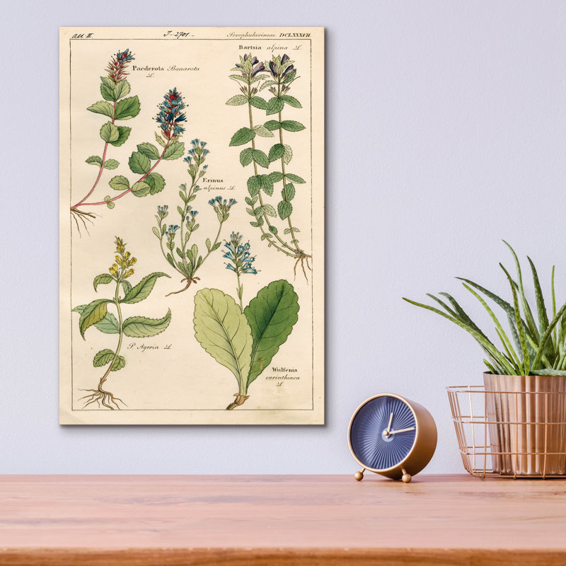  «Scrophularineae» par Art Licensing Studio, art mural en verre acrylique, 12 po x 16 po