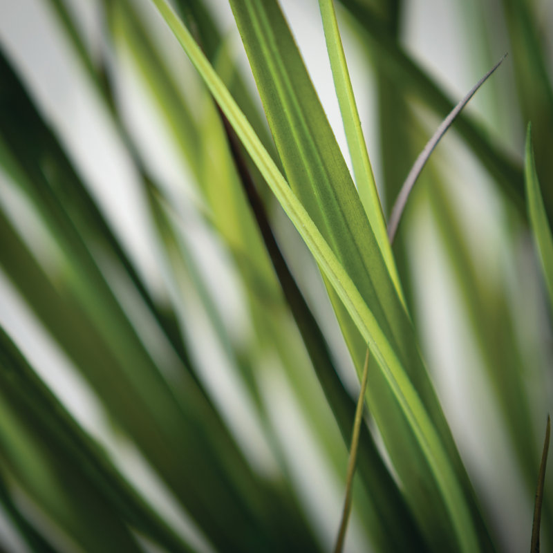 Herbe d’oignon en pot