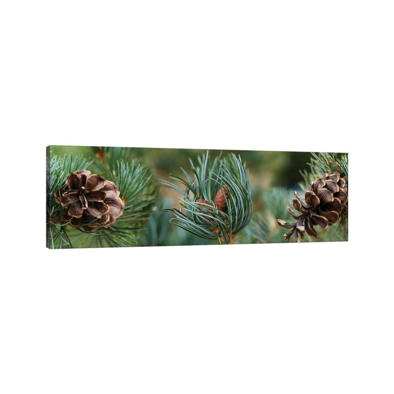 Close-Up Of Assorted Pine Cones Plants by Panoramic Images - Wrapped Canvas Panoramic Print