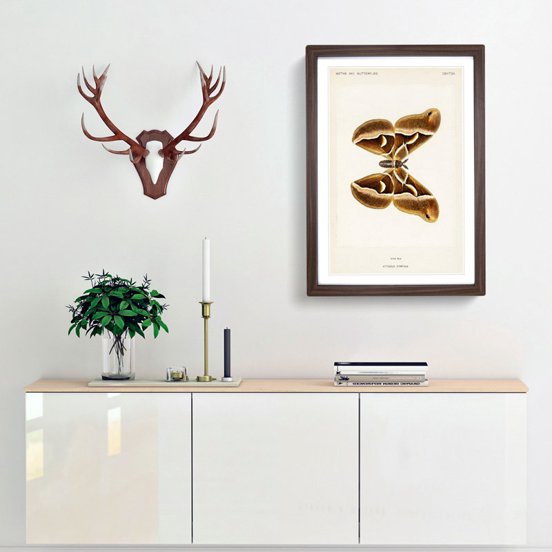 Ailanthus Silk-moth by S.F. Denton - Single Picture Frame Painting, 33cm H x 24cm W x 2cm D, Walnut Framed