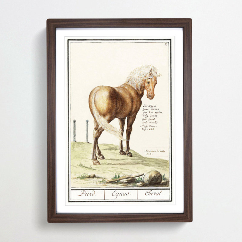 Horse by A.B. de Boodt - Picture Frame Painting Print, 36cm H x 27cm W x 2cm D, Walnut Framed