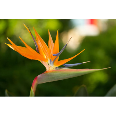 " Strelitzia Reginae Flower " by Membio