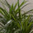 51" Tropical Yucca Artificial Tree with Natural Trunk and Planter by Pure Garden