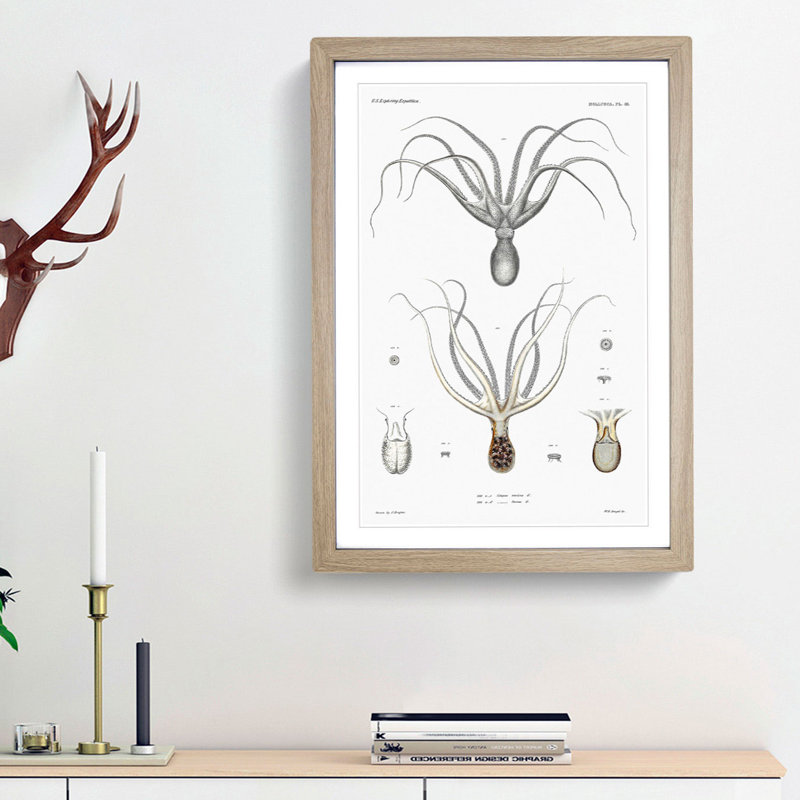Octopus Illustration by A.A. Gould - Picture Frame Painting Print, 65cm H x 48cm W x 2cm D, Oak Framed
