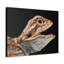 «Dragon barbu souriant», reproduction d'art animalier-365244376