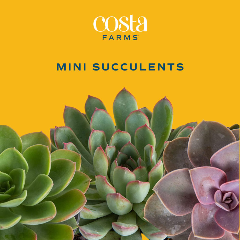 5 Piece Costa Farms Live Mini Succulent Low Maintenance Plant in Plastic Nursery Pot