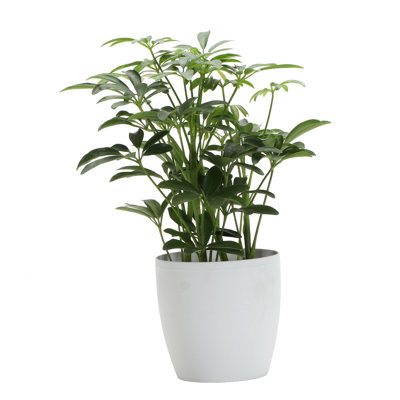 Live Arboricola Plant in Classic Pot