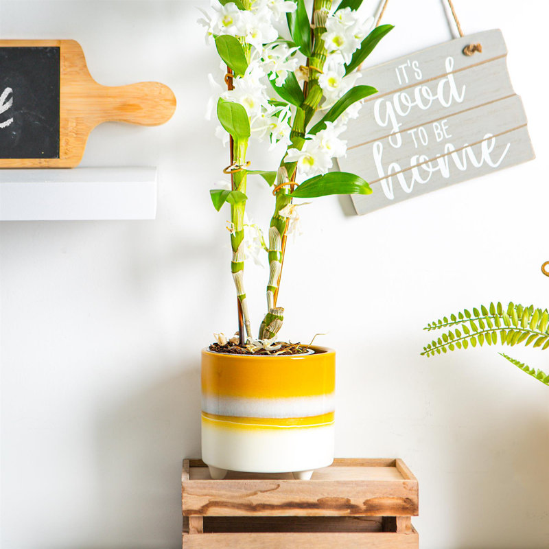 Ceramic Pot Planter, 13.5cm H x 14cm W x 14cm D, Yellow