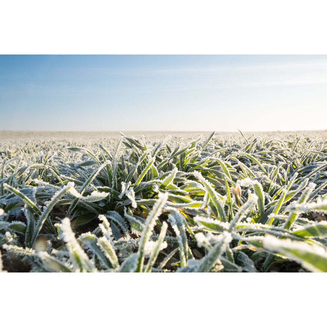 Leinwandbild Winterkulturen mit Frost bedeckt