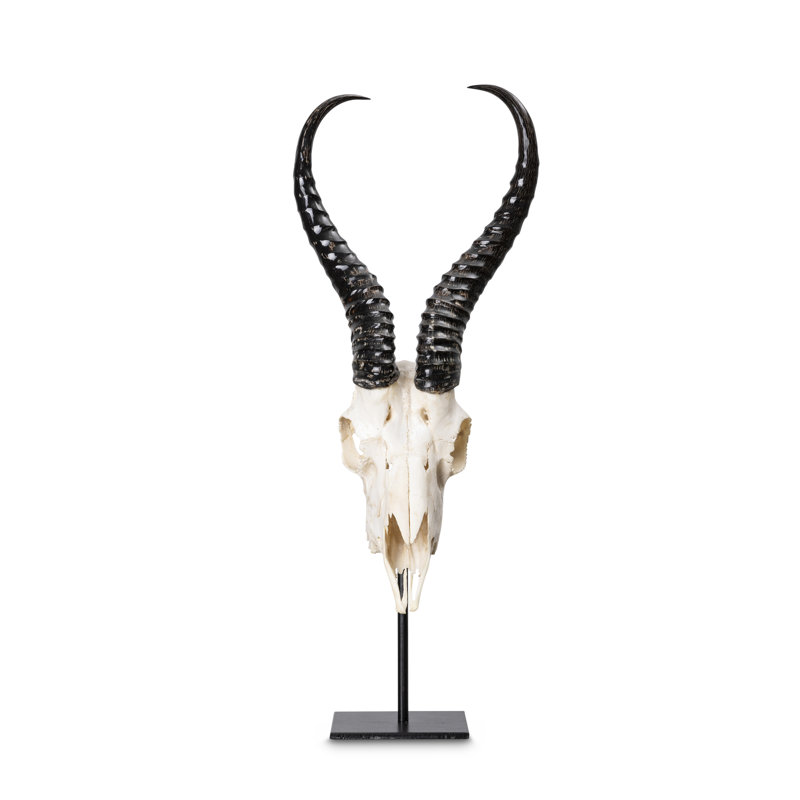 Mounted Springbok Skull