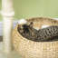 Leah 72cm H Cat Tree