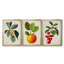 "Antique Foliage & Fruit VI", ensemble de 3 impressions sur toile encadrées-2090051244-2090051235
