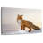 Brampt Majestic Fox
