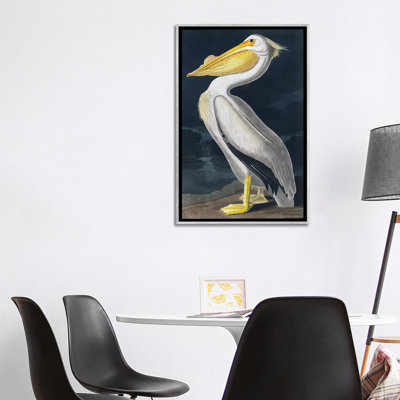 Pelican
