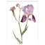 Iris No. 197 Print by Elizabeth Becker