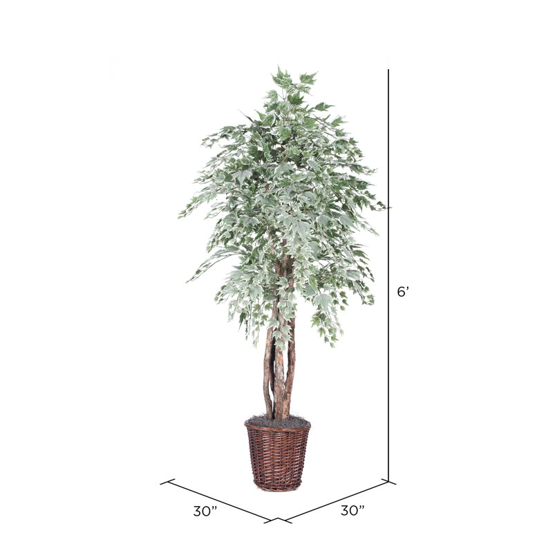 Arbre à érable de plancher pour le pot