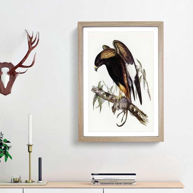 Black-Breasted Buzzard by Elizabeth Gould - Picture Frame Art Print, Oak Framed, 65cm H x 48cm W x 2cm D