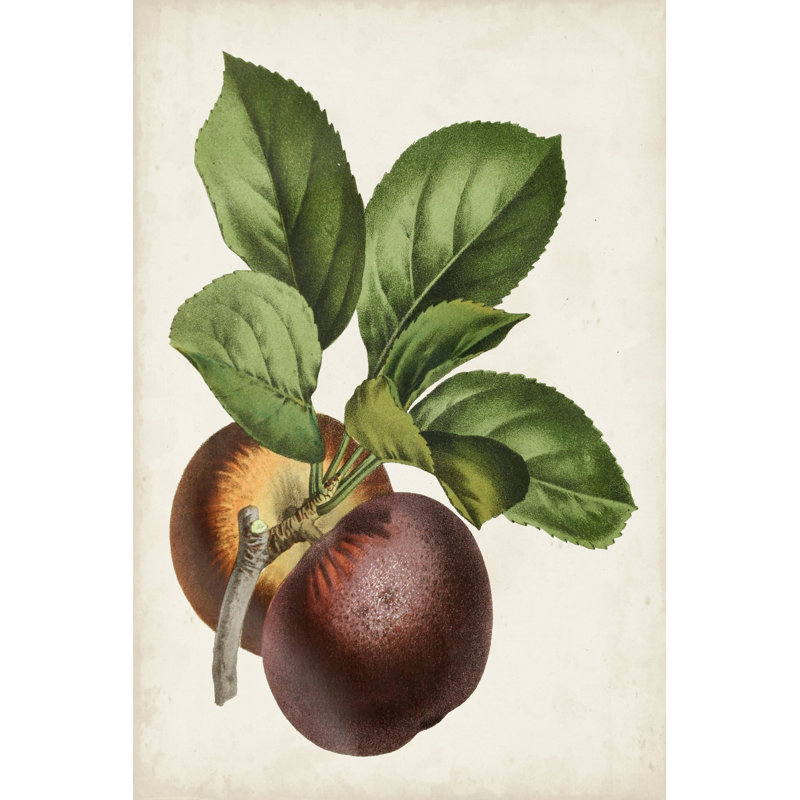 Antique Antique Fruit par Vision Studio - peinture sur toile tendue, H 12 po x l 8 po x P 1,25 po