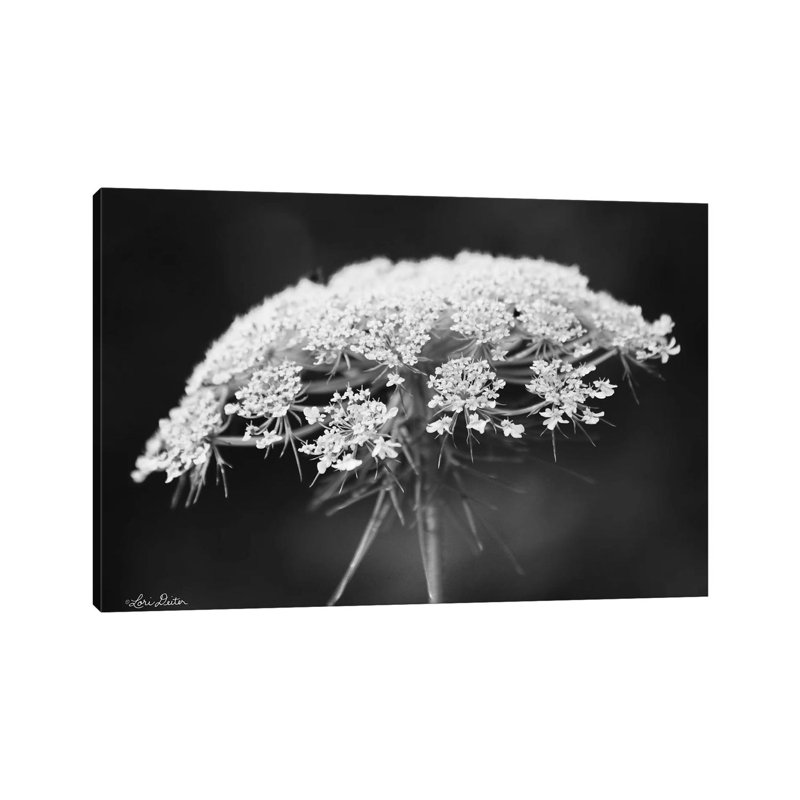 Queen Anne's Lace by Lori Deiter - Wrapped Canvas Print, 20.32 cm H x 30.48 cm W