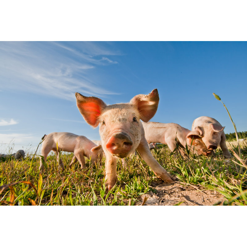 Four Baby Pigs On Farm In Dalarna, Sweden by Taxzi - Wrapped Canvas Print, 30cm H x 46cm W x 3.8cm D