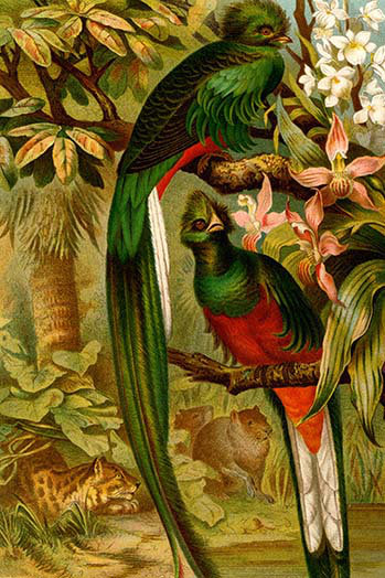 « quetzal » par f.w. kuhnert, reproduction d’art, H 42 po x l 28 po