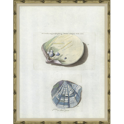 Coquillages de mer - Cadre photo, impression sur papier