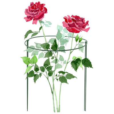 Support de plante de dragon