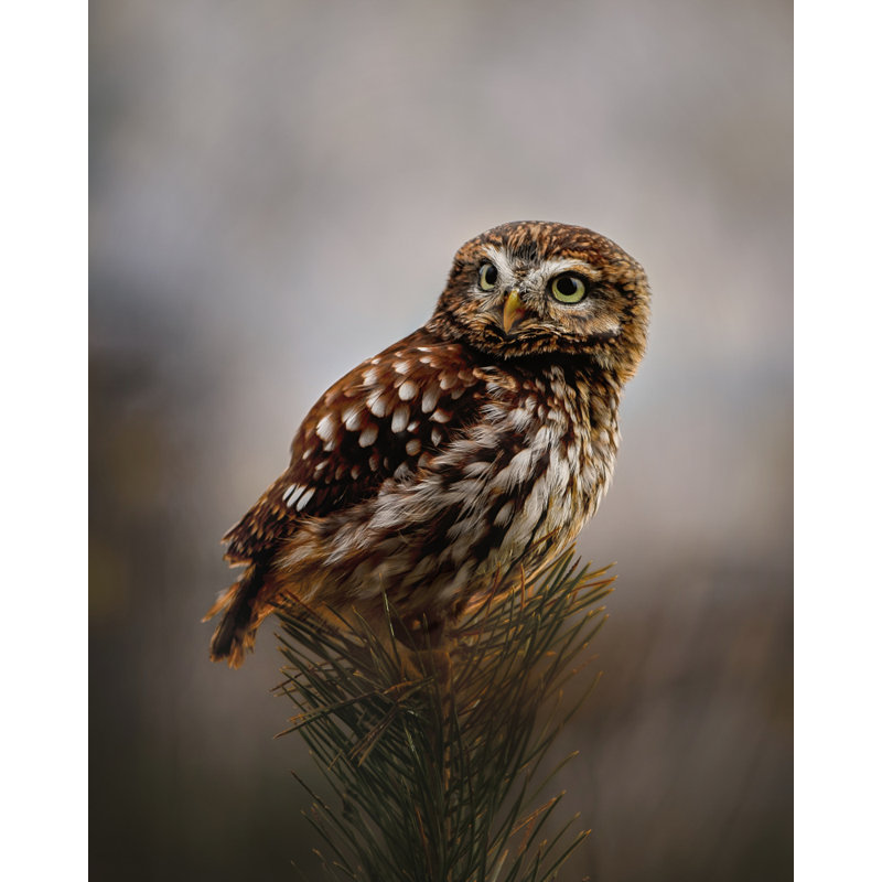 Wrapped Canvas Print, 76.2cm H x 50.8cm W