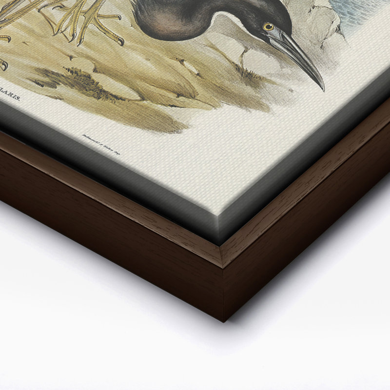 Héron récif bleu, Canvas, 11"H x 14"W, Brown Framed