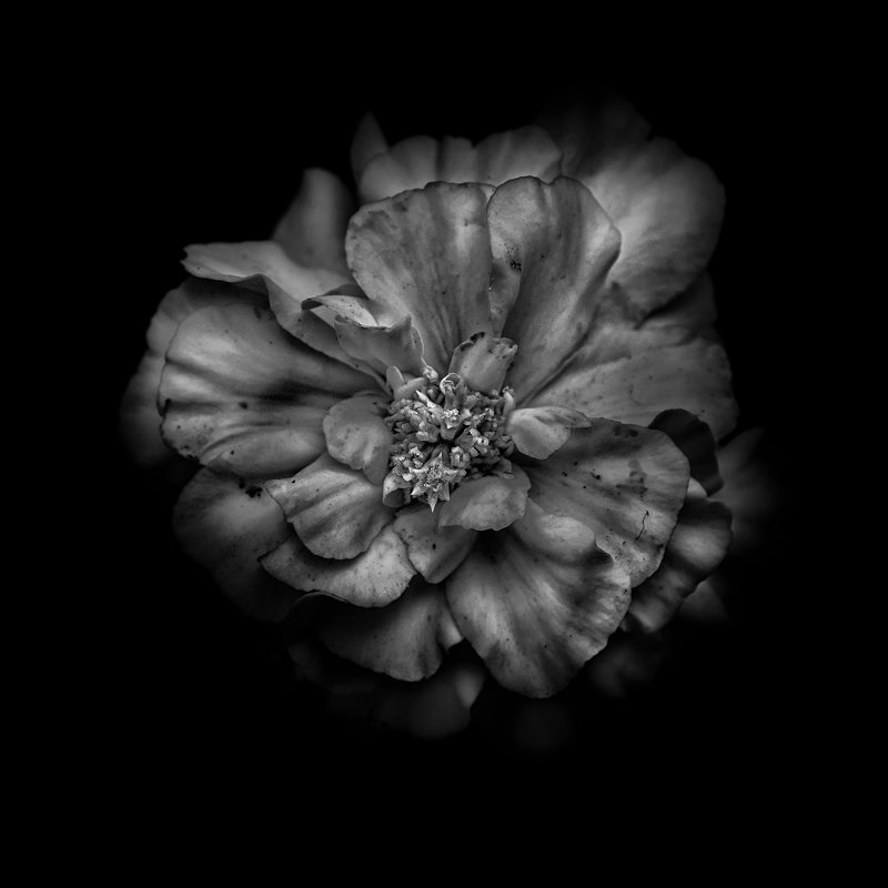 Black And White Camelia I by Brian Carson - Wrapped Canvas Print, 30cm H x 30cm W