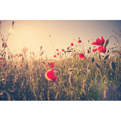 Flowers In A Summer Meadow by Rike_ - Wrapped Canvas Print