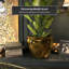Medallion Urn-347584819-347584820