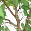 Grand ficus artificiel en pot 94 po