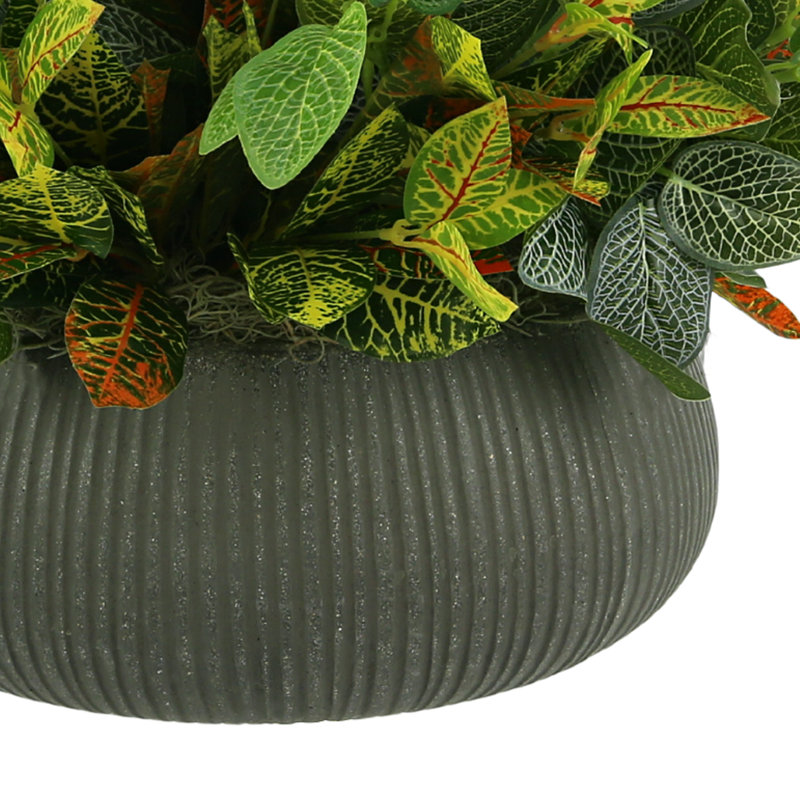 Outdoor Croton And Fittonia Arrangement In A Round Fiberstone Planter