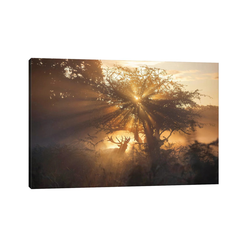 Golden Rut by Max Ellis - Wrapped Canvas Print, 20.32cm H x 30.48cm W x 1.905cm D