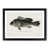 Black Framed selected