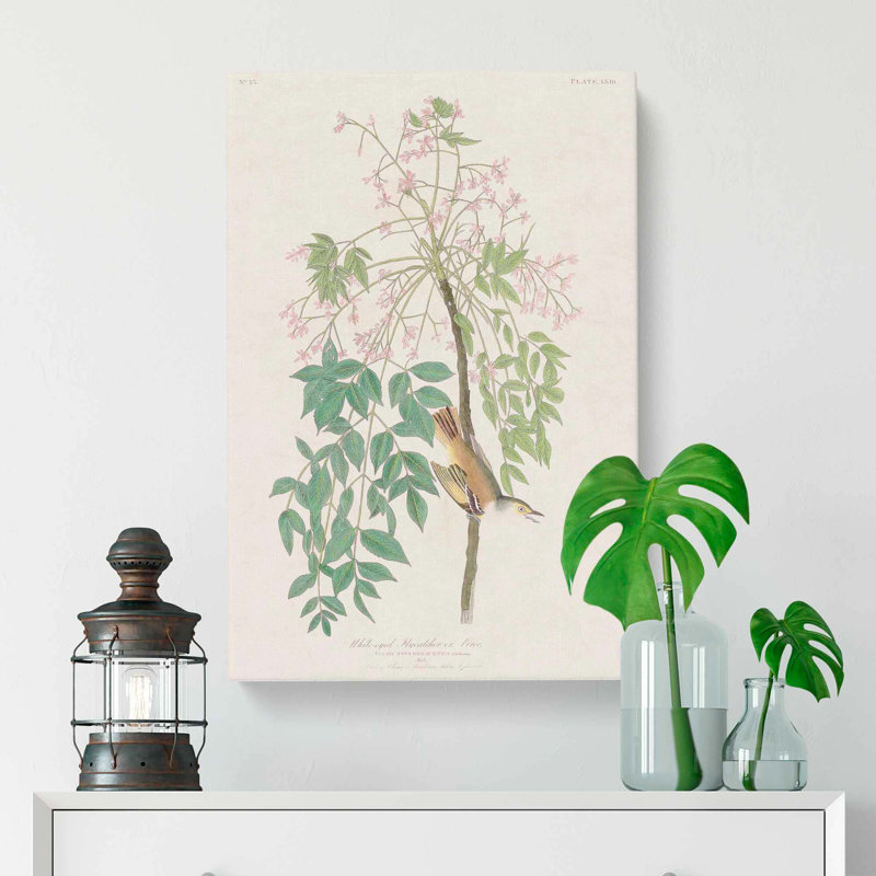 White Eyed Flycatcher Bird by John Audubon - Wrapped Canvas, 50cm H x 35cm W x 3cm D