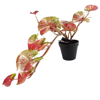 35cm Faux Plant in Pot Liner