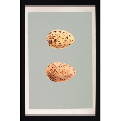 Classic Egg Study 4 Print