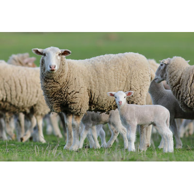 Sheep and Her Lamb - Photographie sur toile tendue