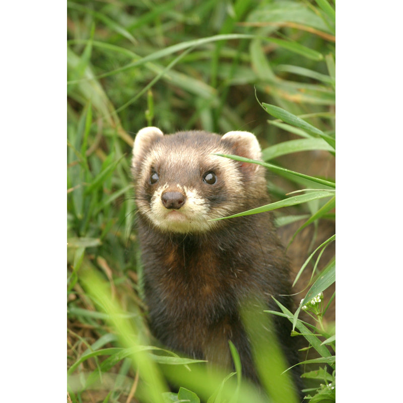 Polecat With A Mask Like Face by AtWaG - No Frame Art Prints on Canvas, 76cm H x 51cm W