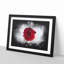 Red Rose In Bloom - Picture Frame Graphic Art-56876641-56876642